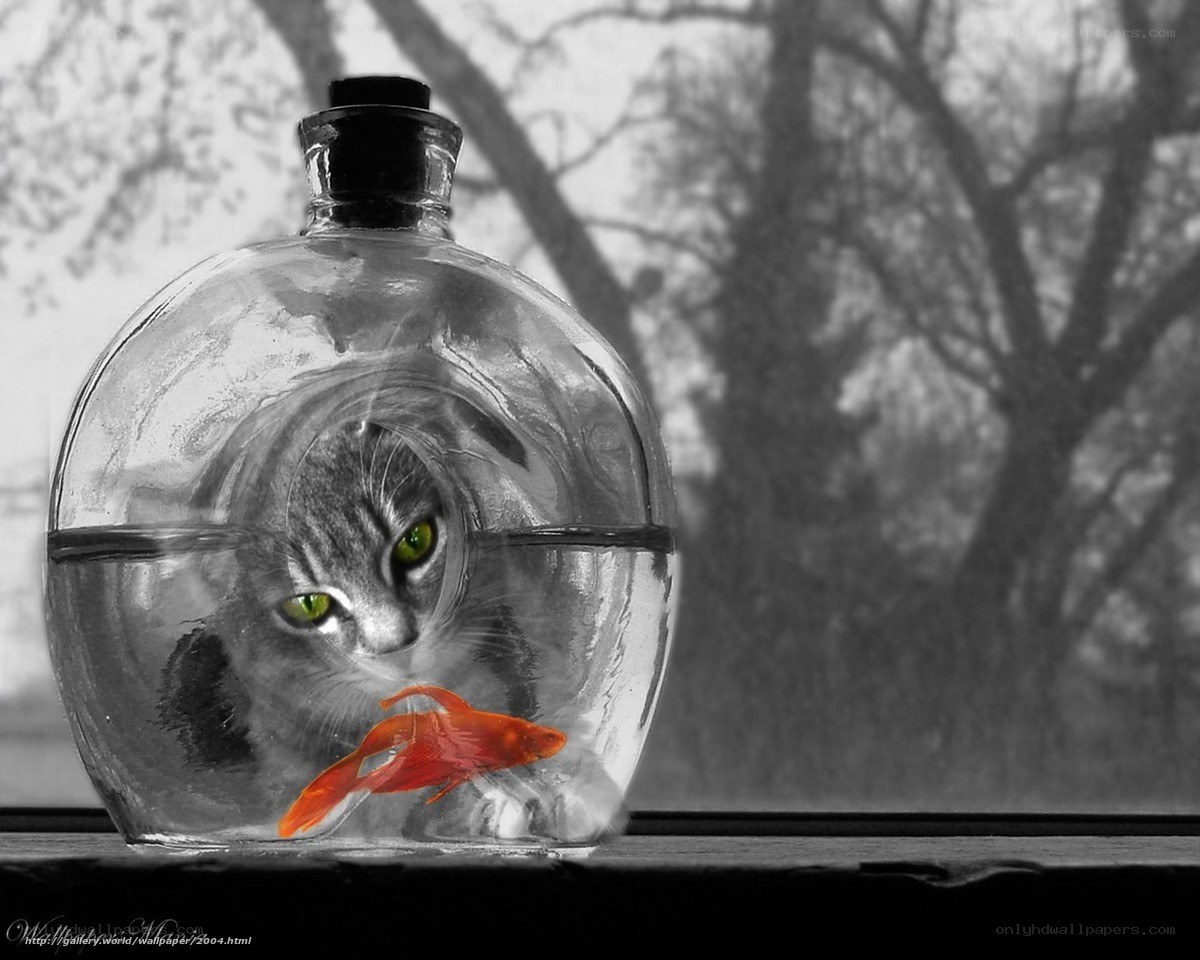 cat in a fishbowl