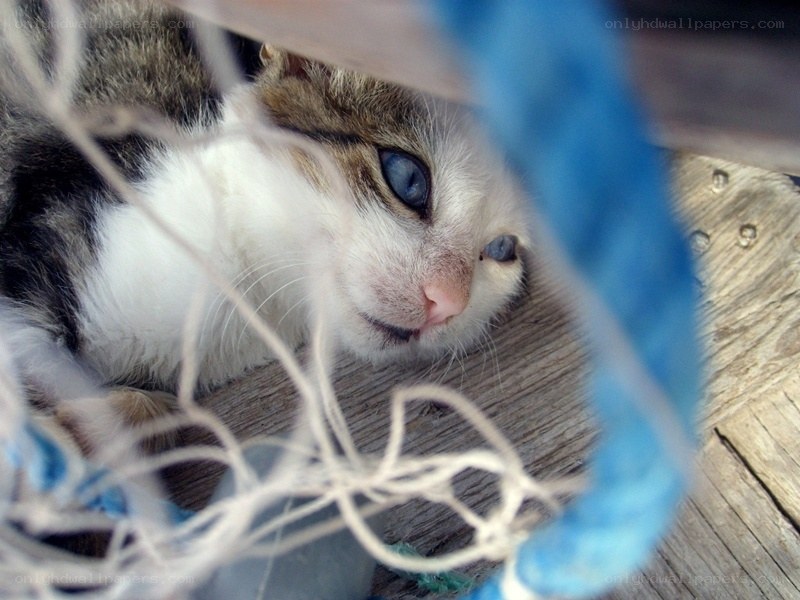 cat in a fishing net