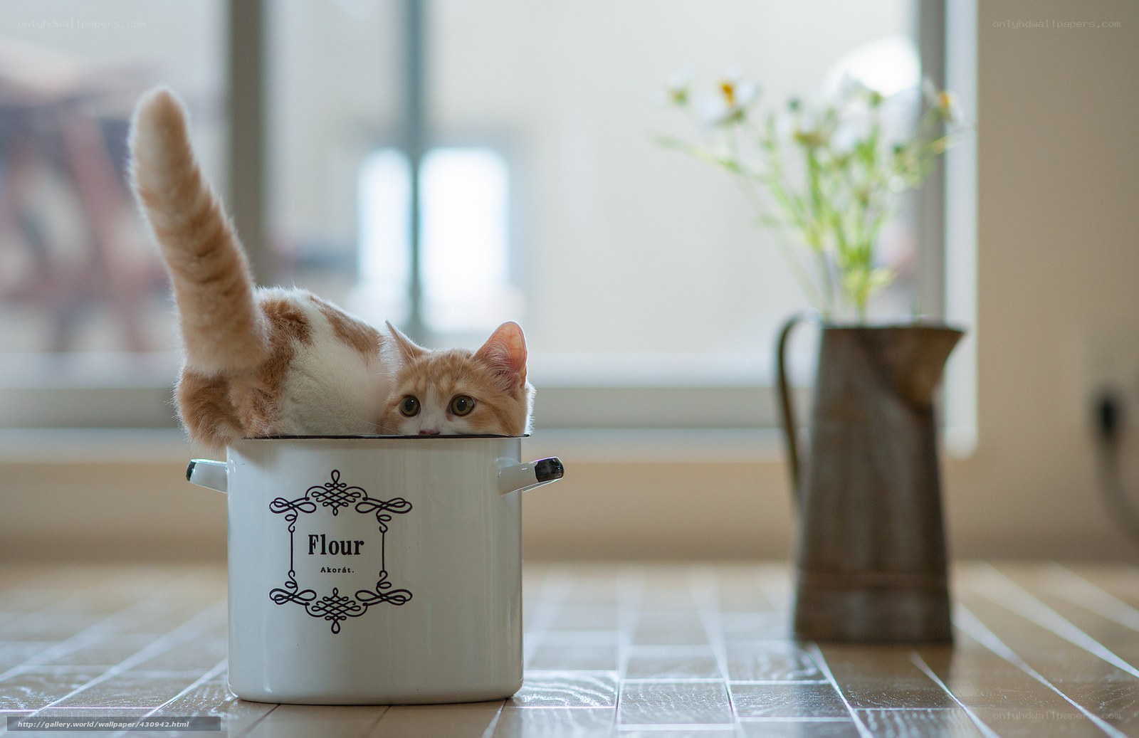 Cat in a flour container