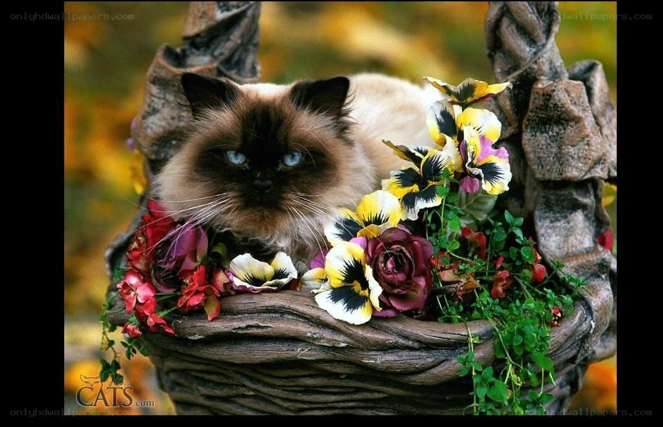 Cat in a flower basket