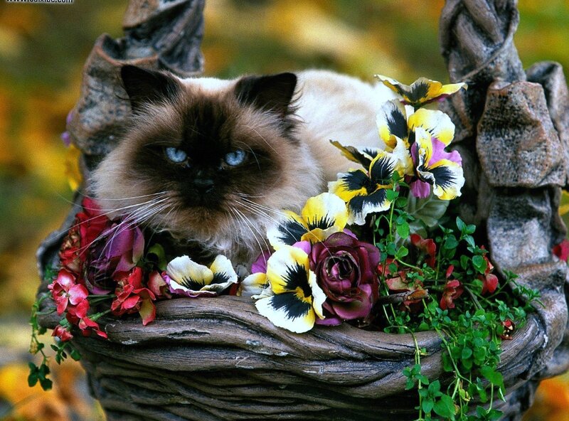 Cat in a flower basket