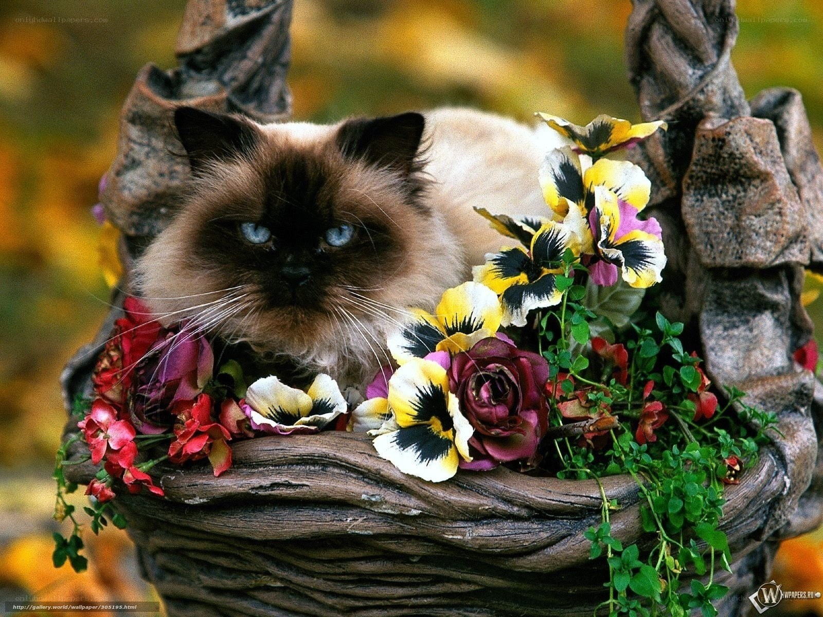 Cat in a flower basket