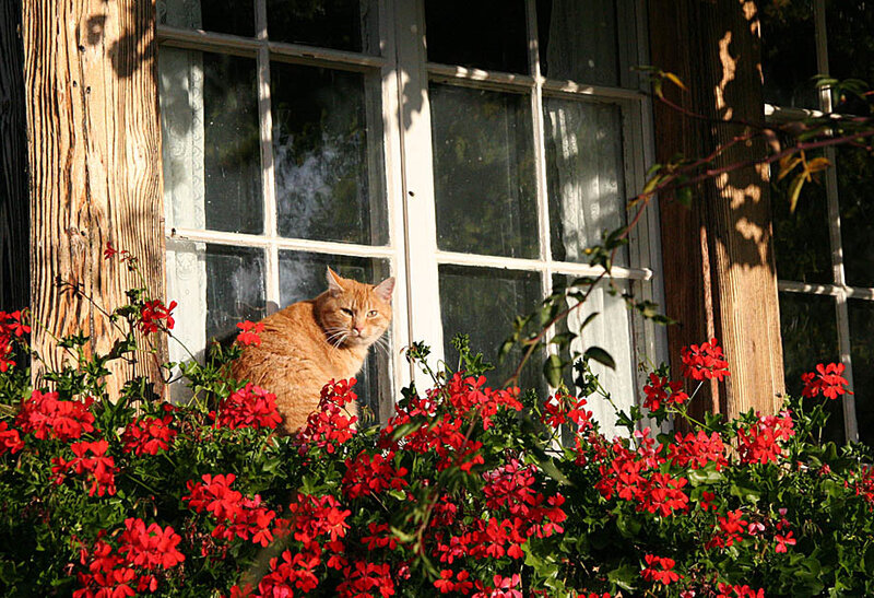 Cat in a flower box