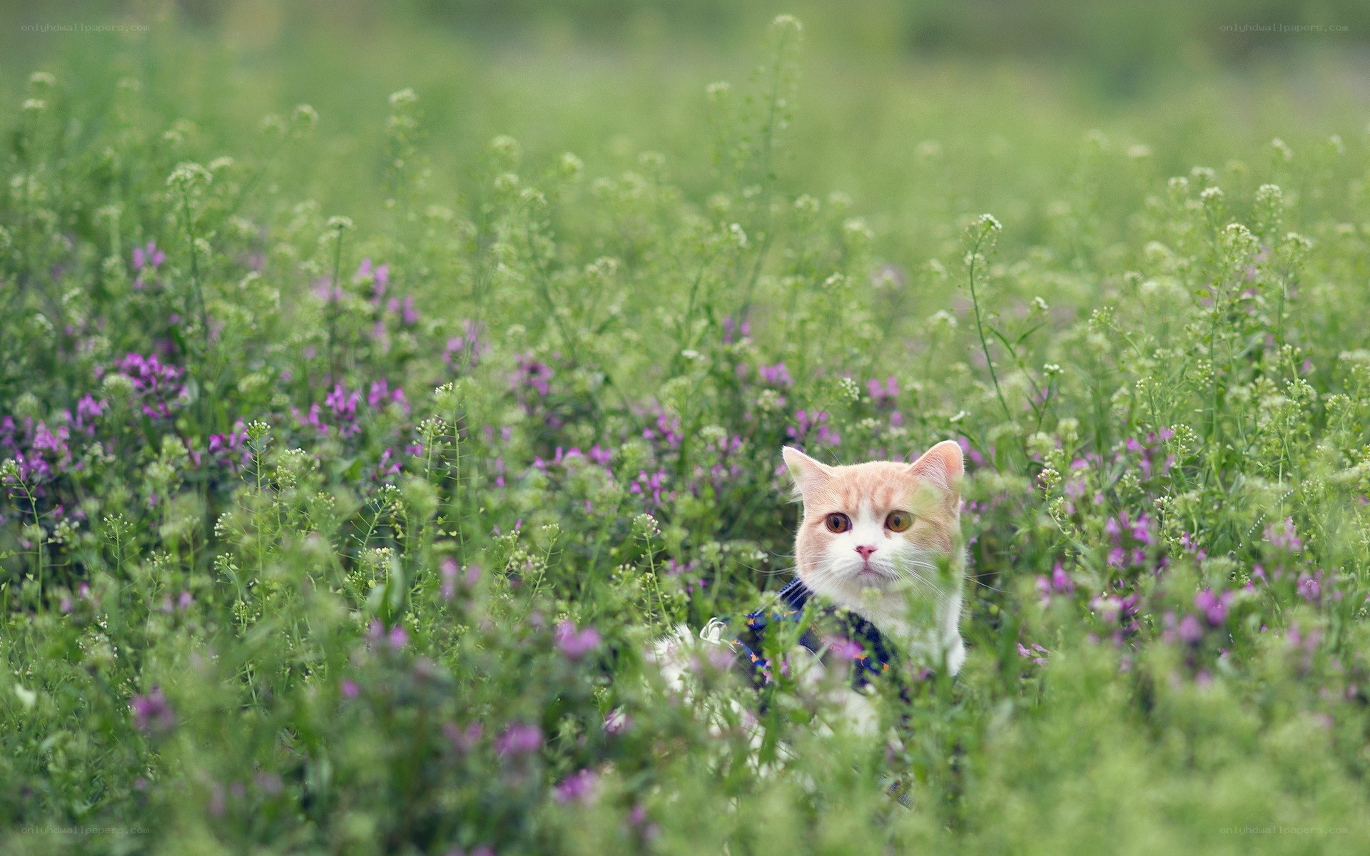 cat in a flower field