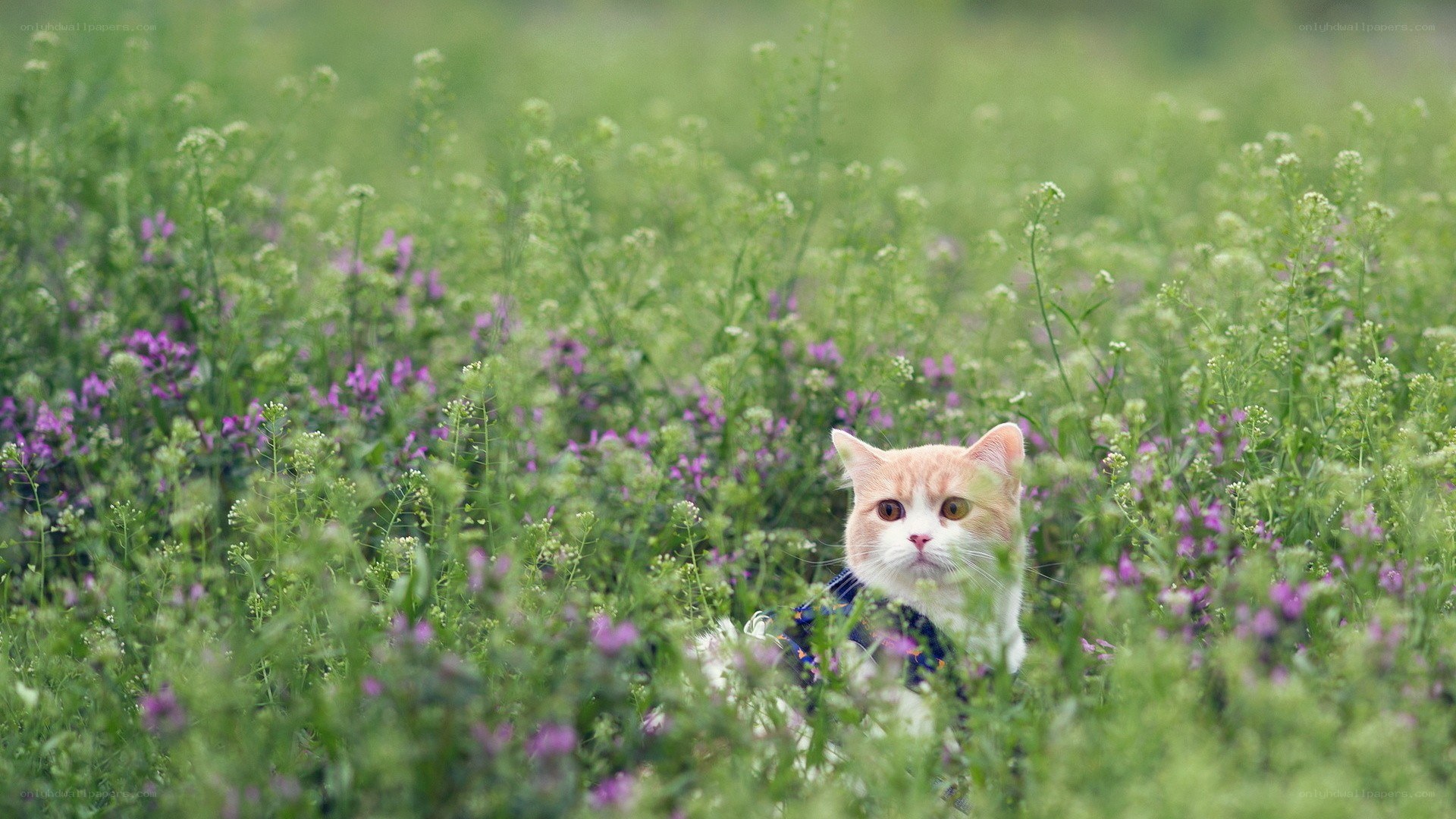 cat in a flower field