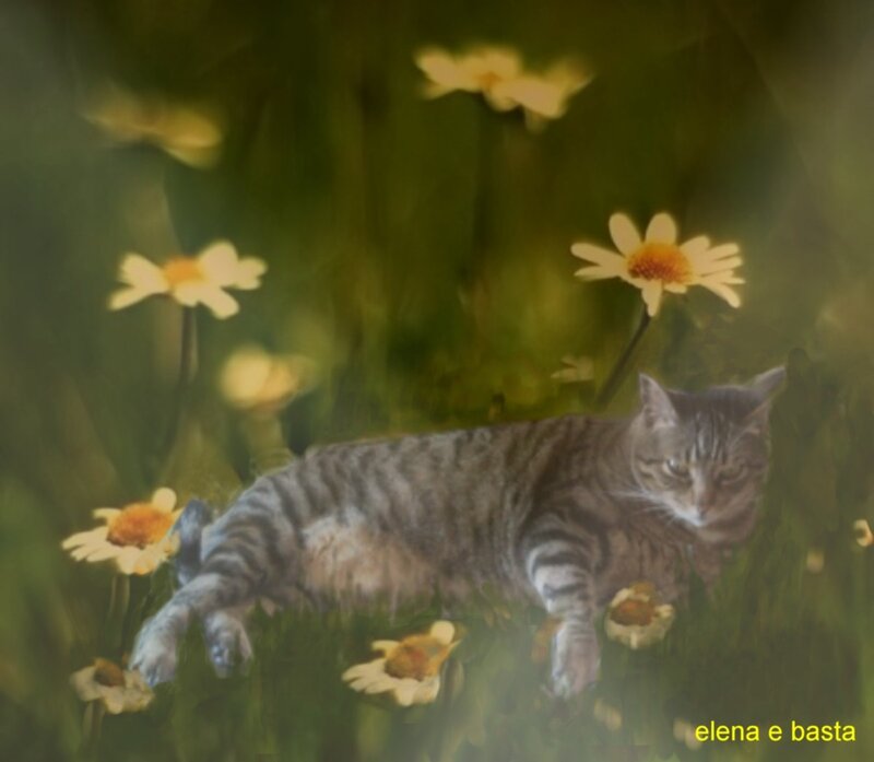 cat in a flower field