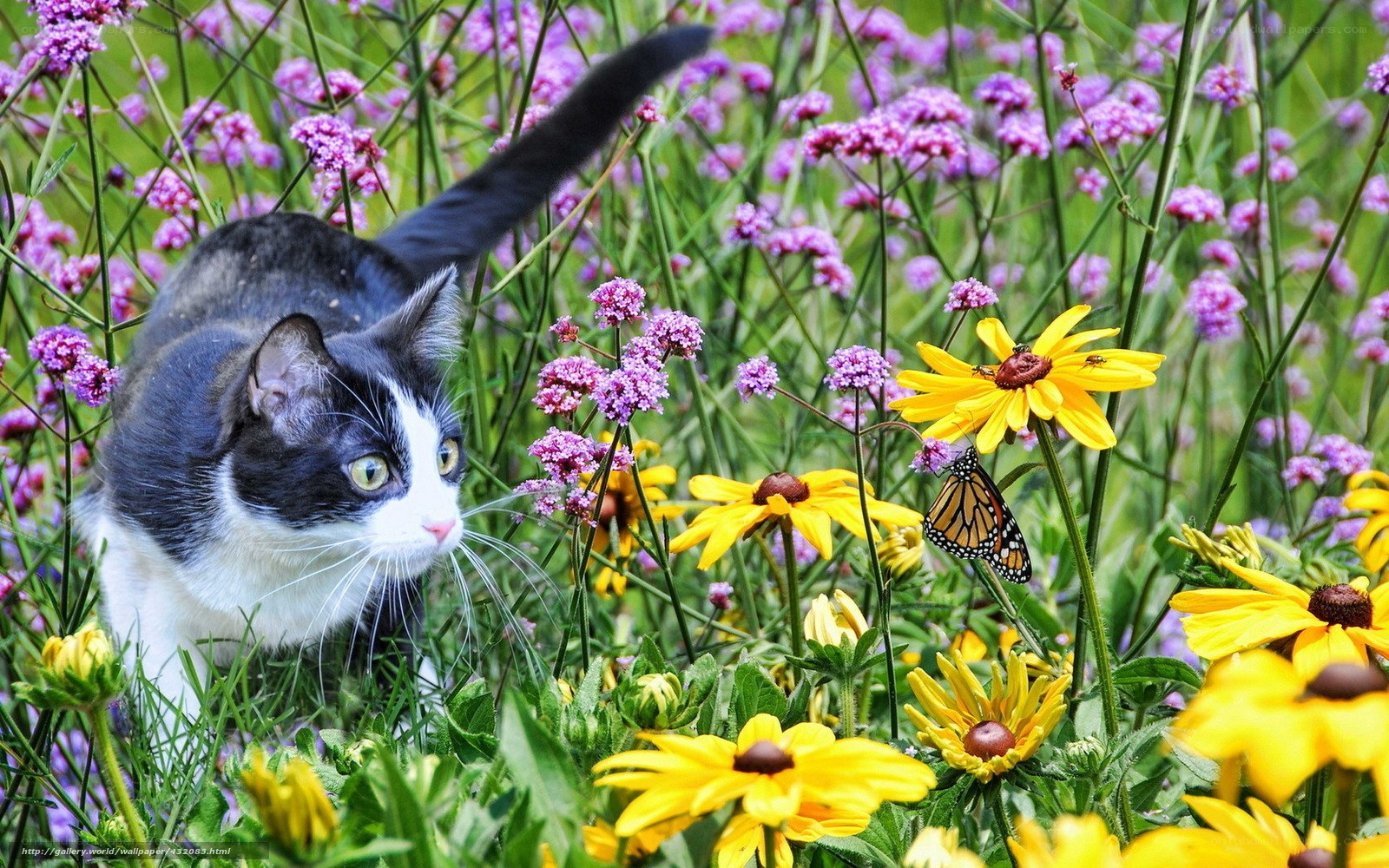 Cat in a flower garden