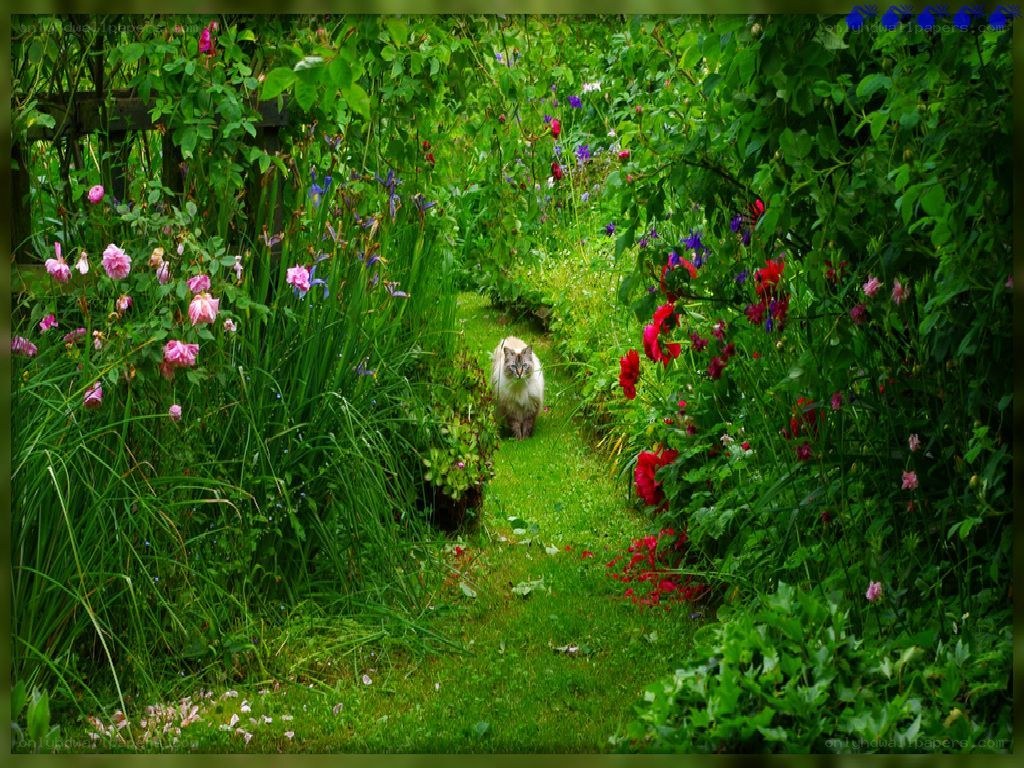 Cat in a flower garden