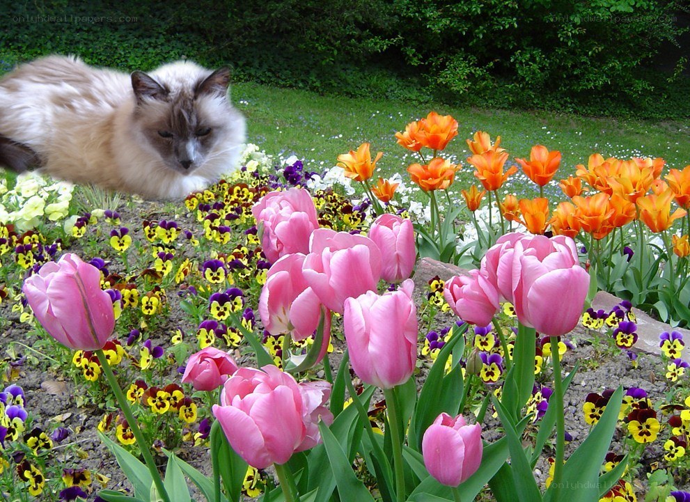 Cat in a flower garden