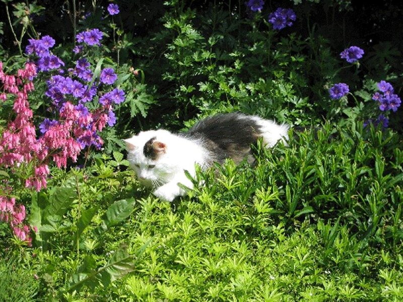 Cat in a flower garden