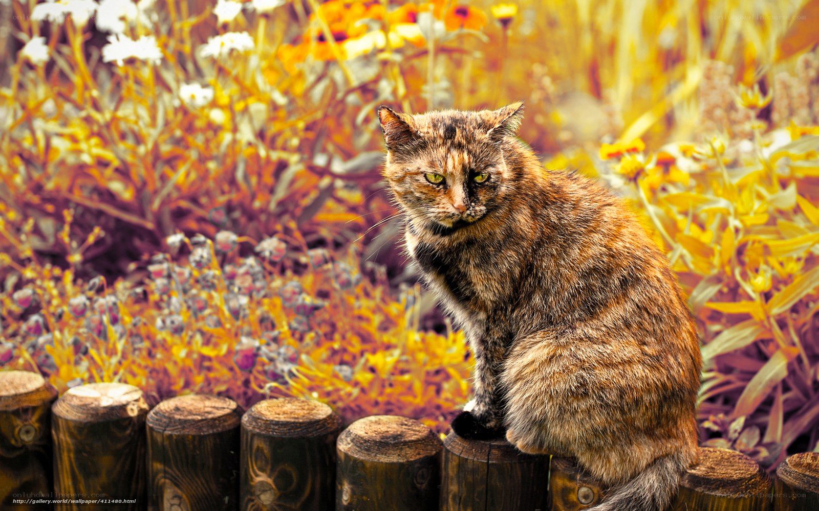 Cat in a flower garden