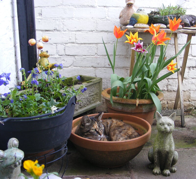 Cat in a Flower Pot — Brown