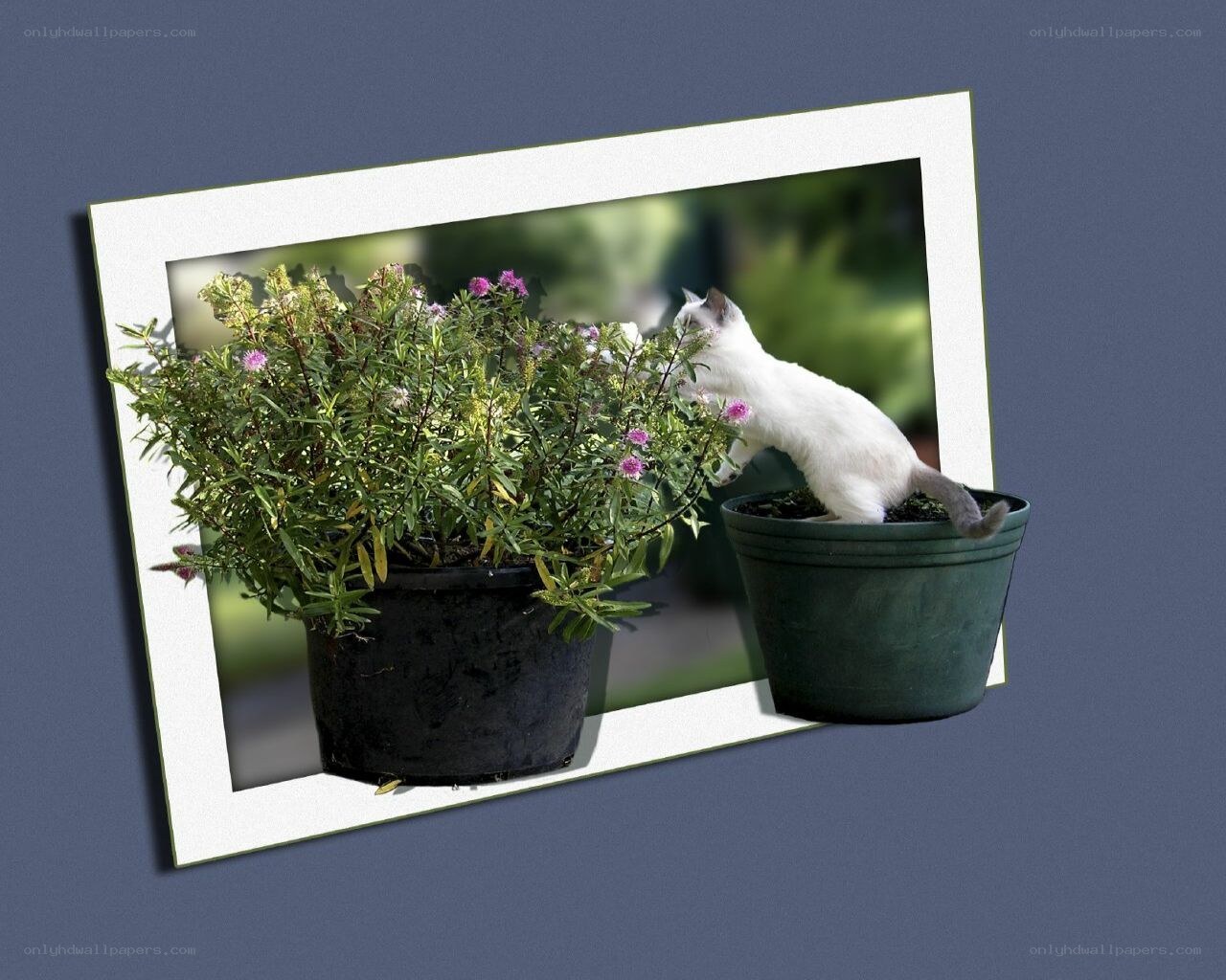 cat in a flower pot