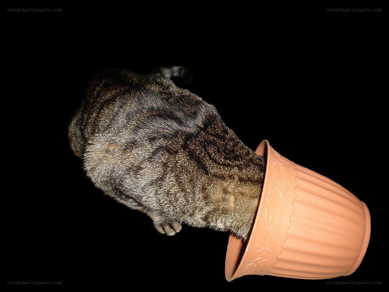 cat in a flowerpot