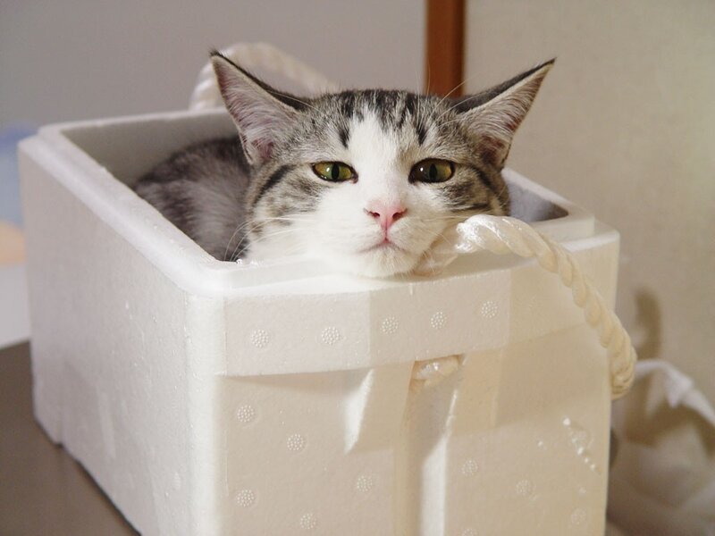cat in a foam box