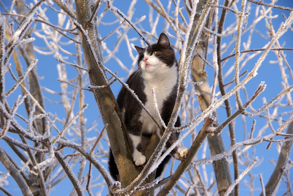 cat in a frosty tree