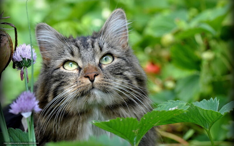 cat in a garden