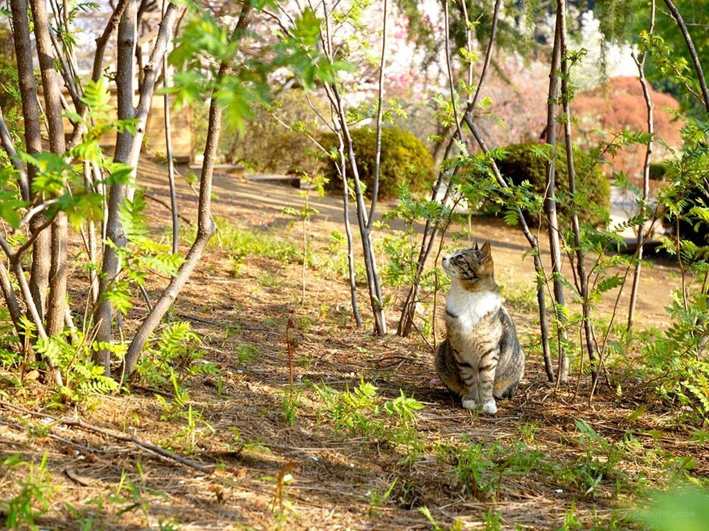 Cat in a garden