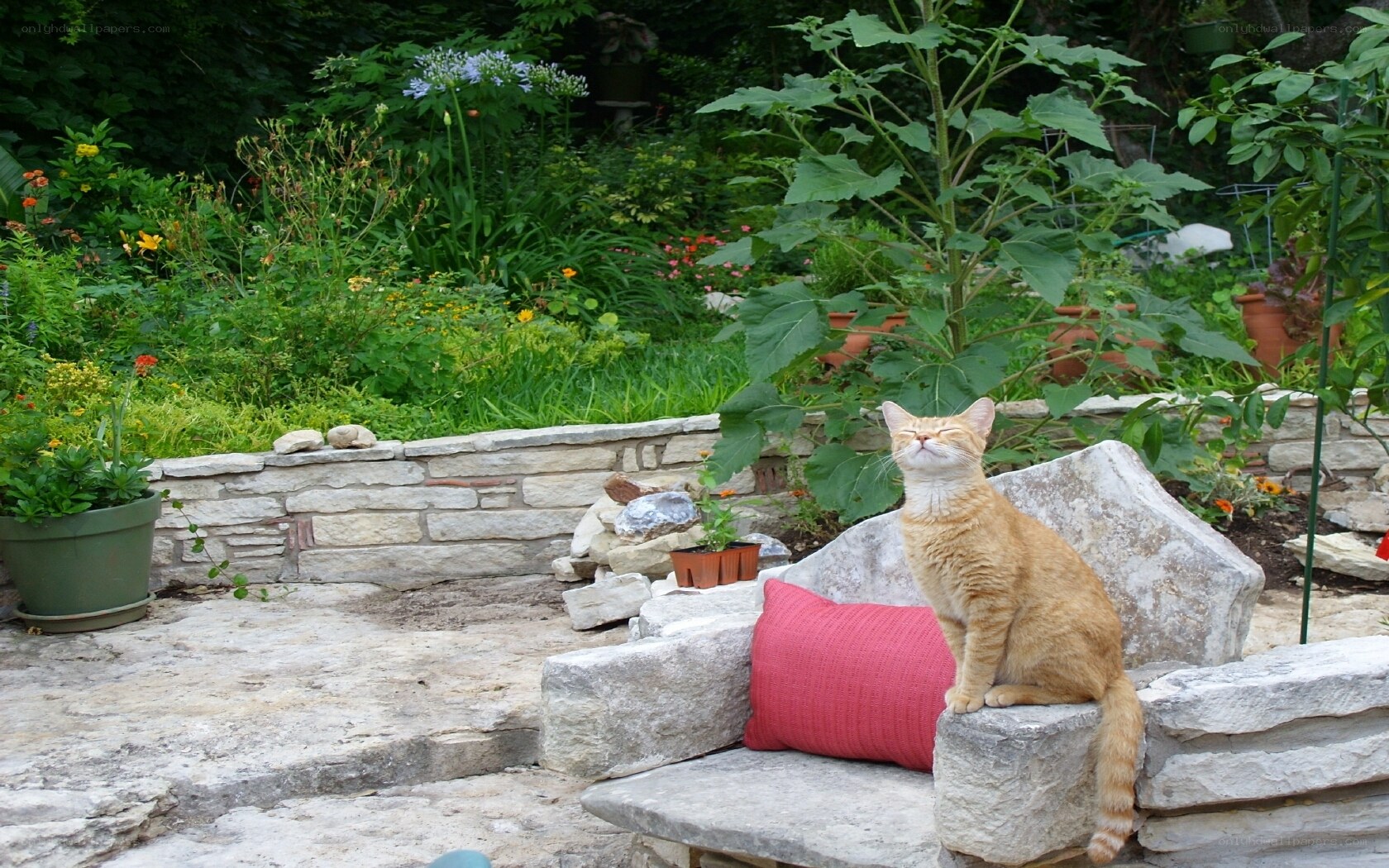 Cat in a garden