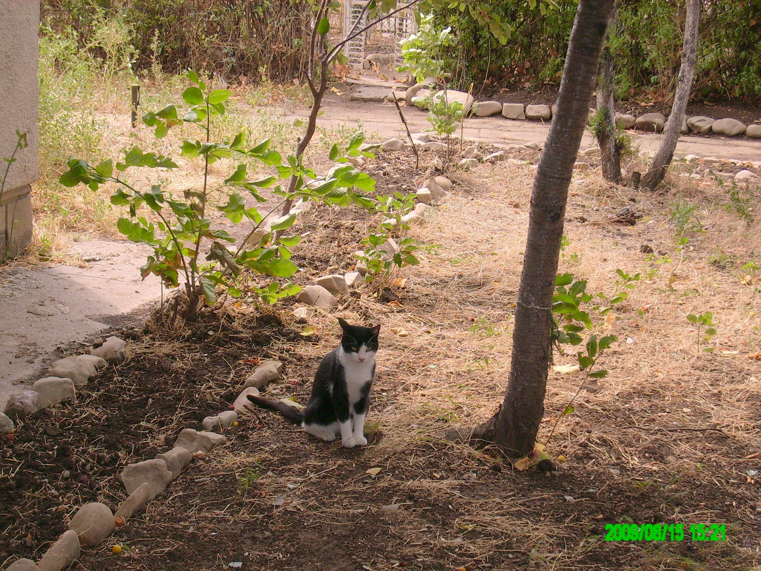 Cat in a garden