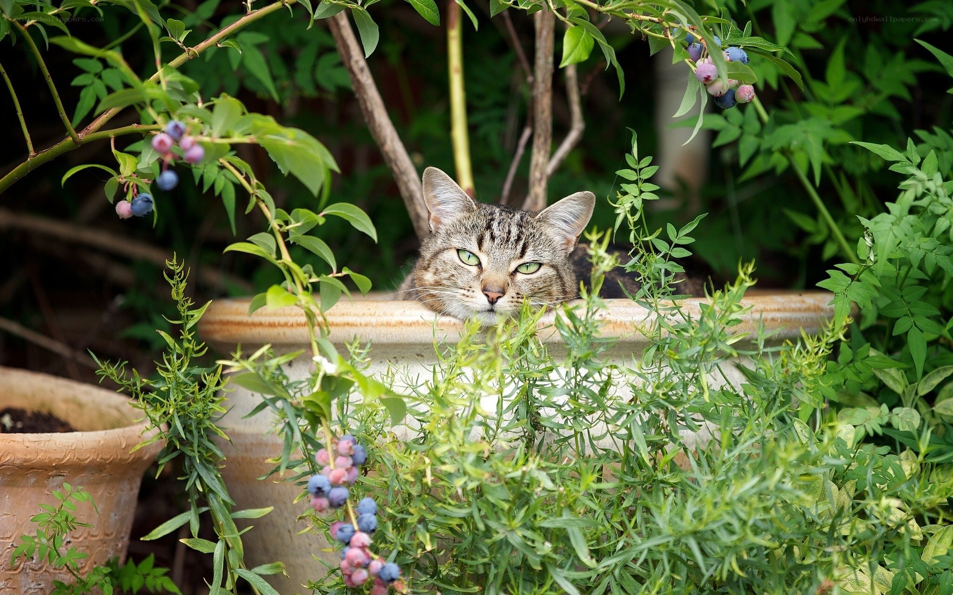 cat in a garden planter