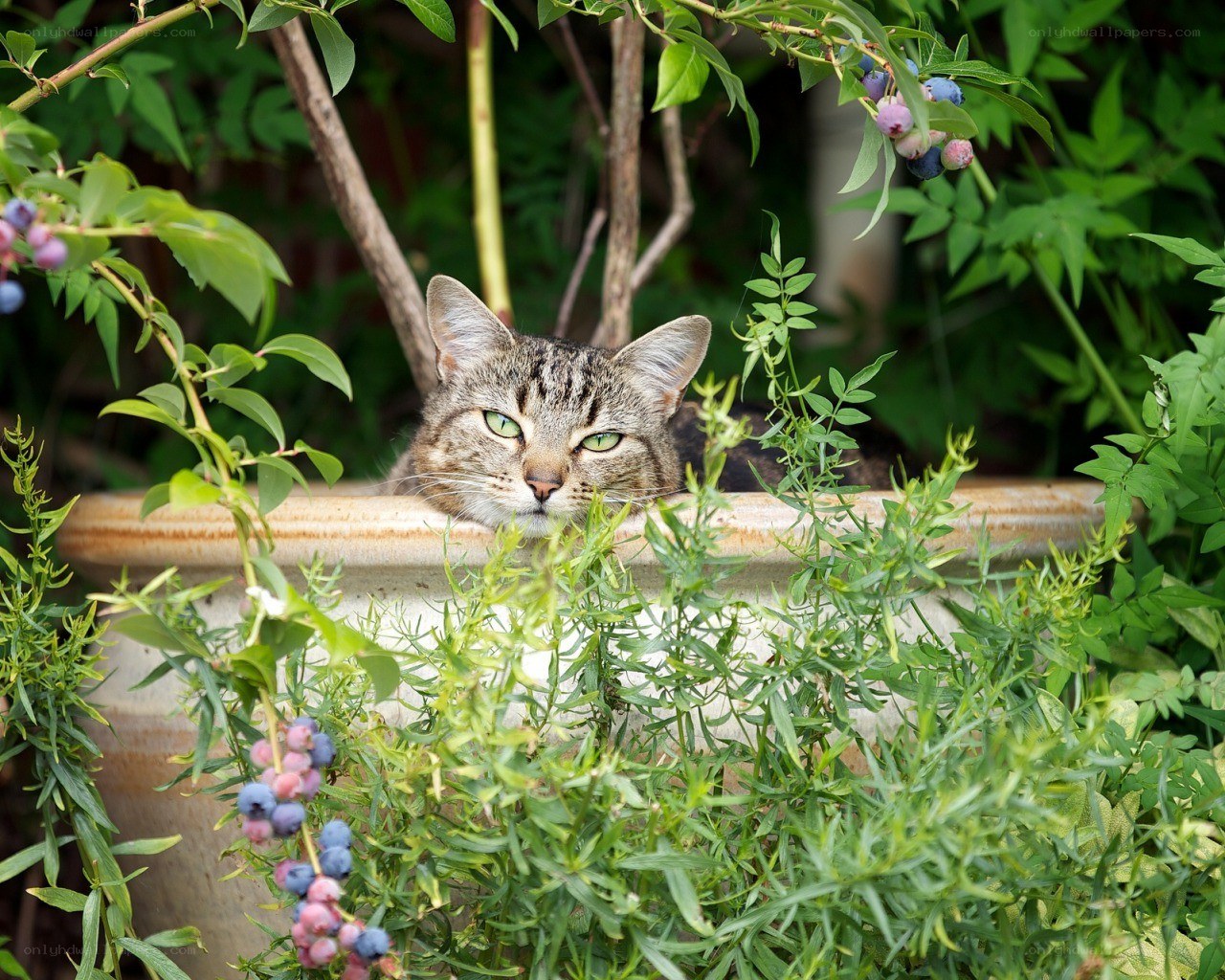 cat in a garden planter