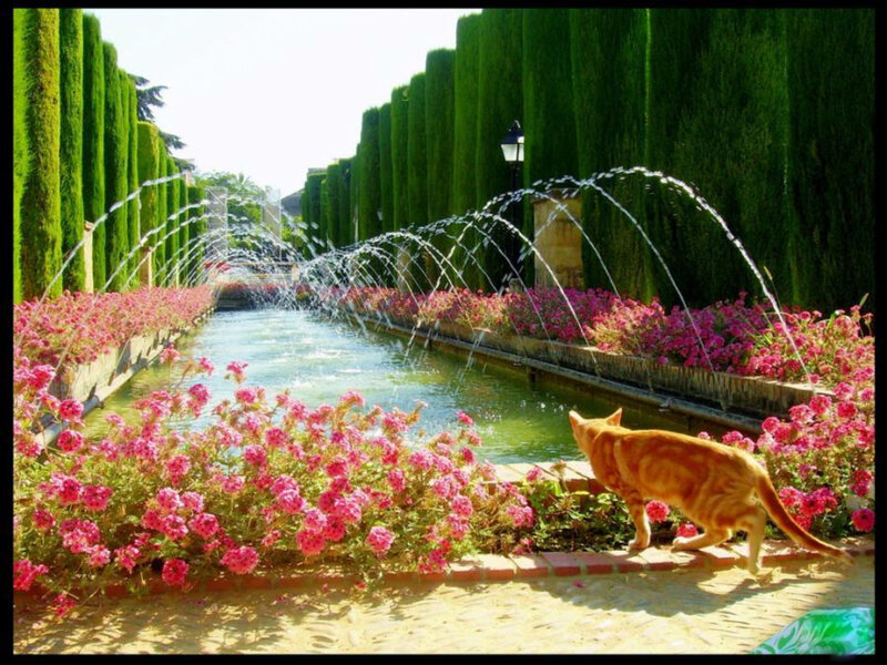 Cat in a garden with fountains