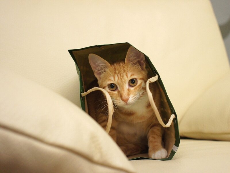 cat in a gift bag