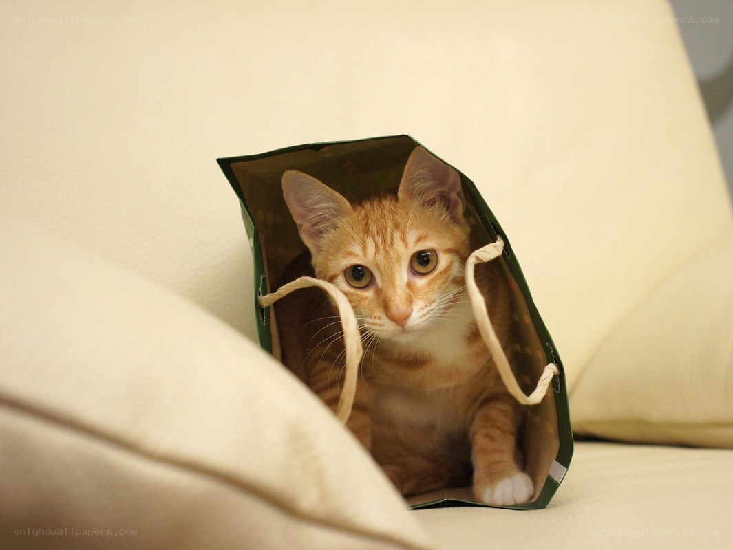 cat in a gift bag