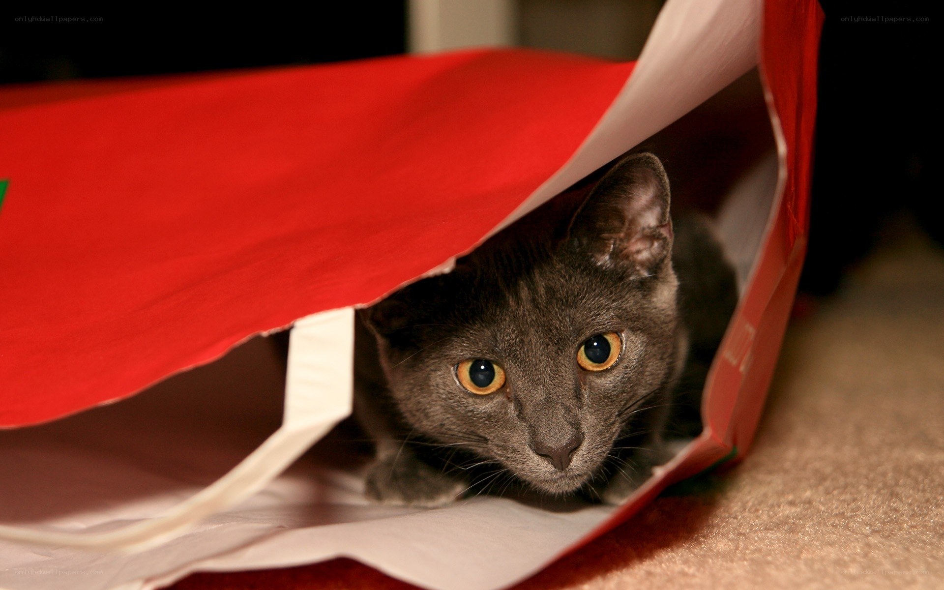 cat in a gift bag