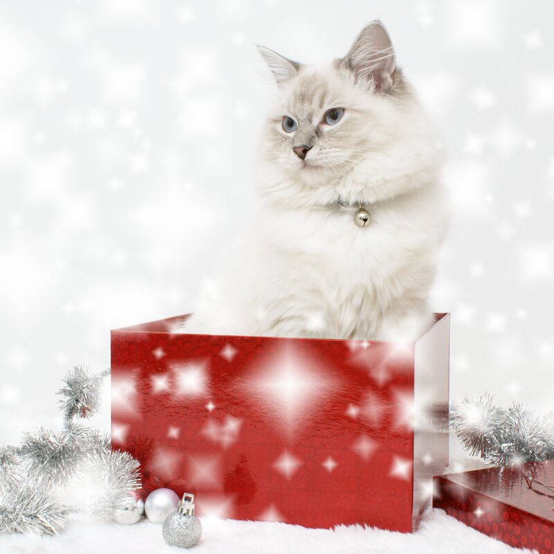 cat in a gift box
