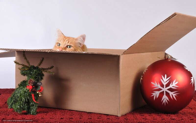 cat in a gift box