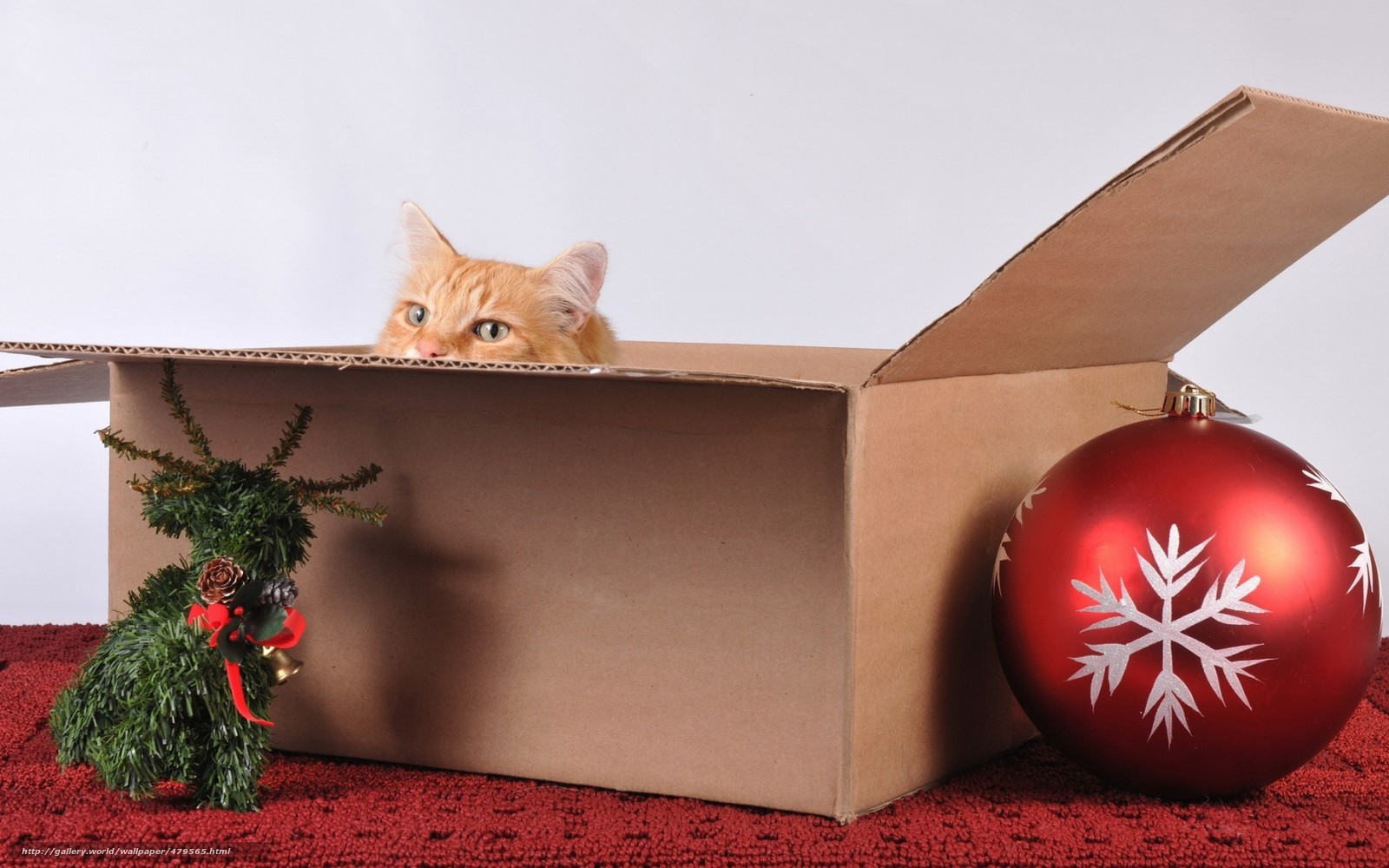 cat in a gift box