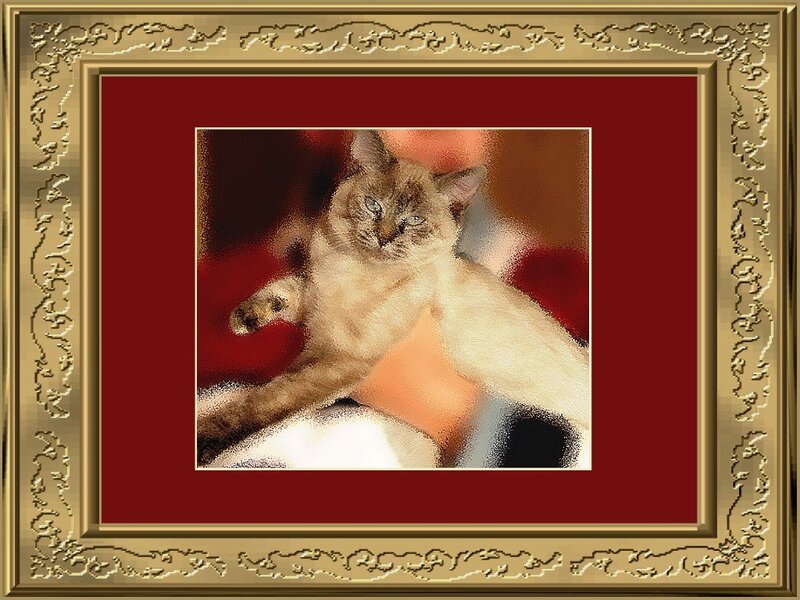 cat in a gold frame