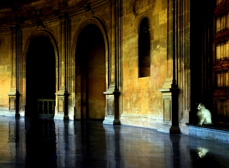 cat in a grand hall