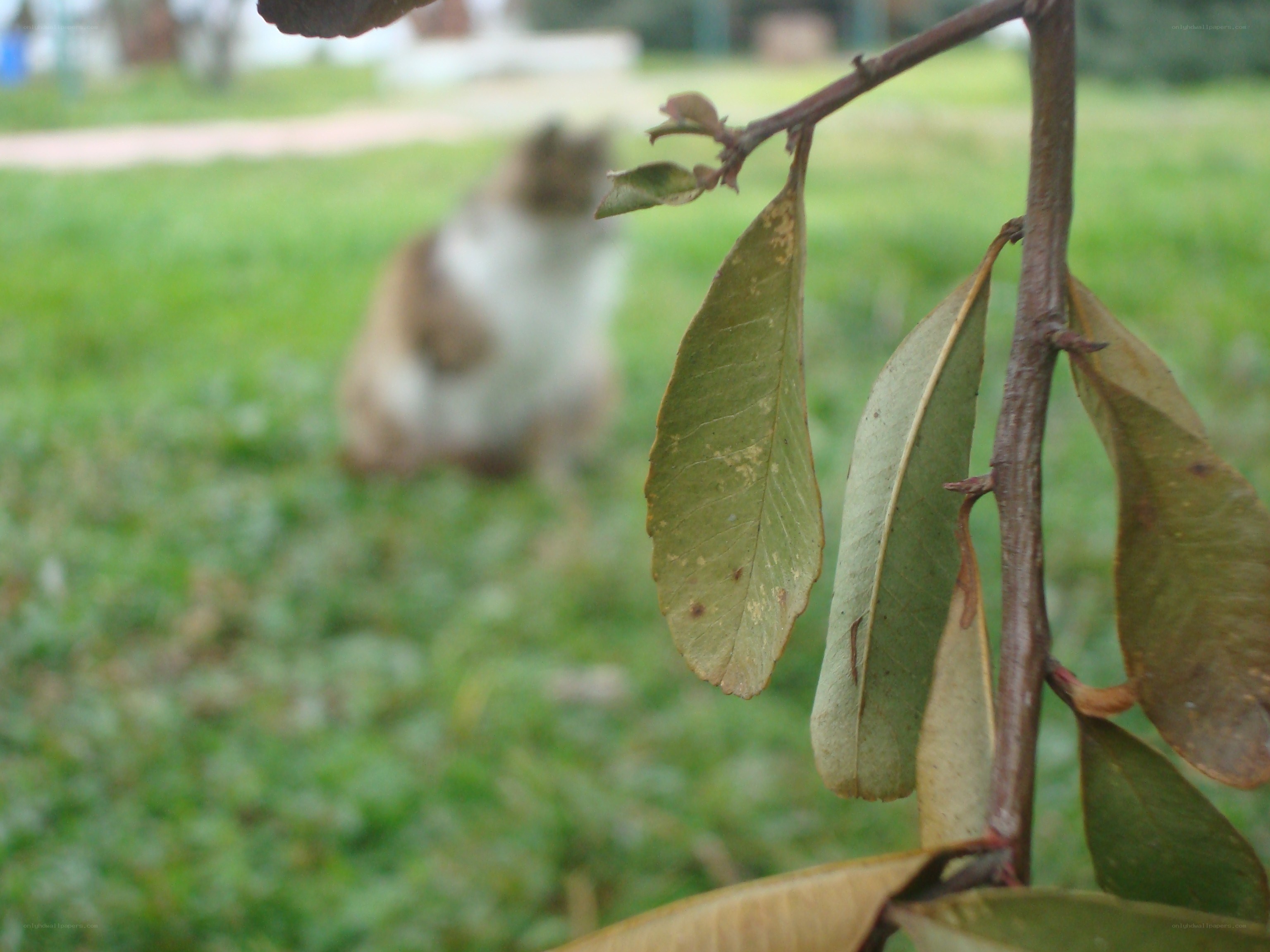 cat in a grassy field