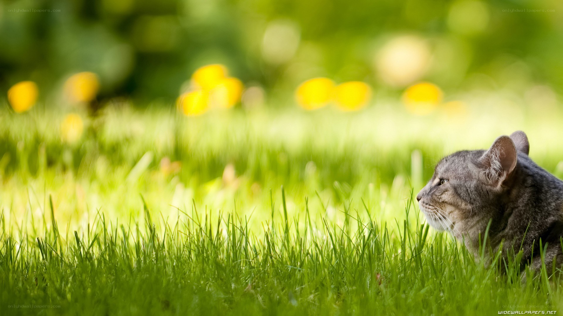 Cat in a grassy field