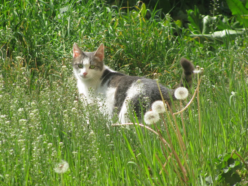 Cat in a grassy field