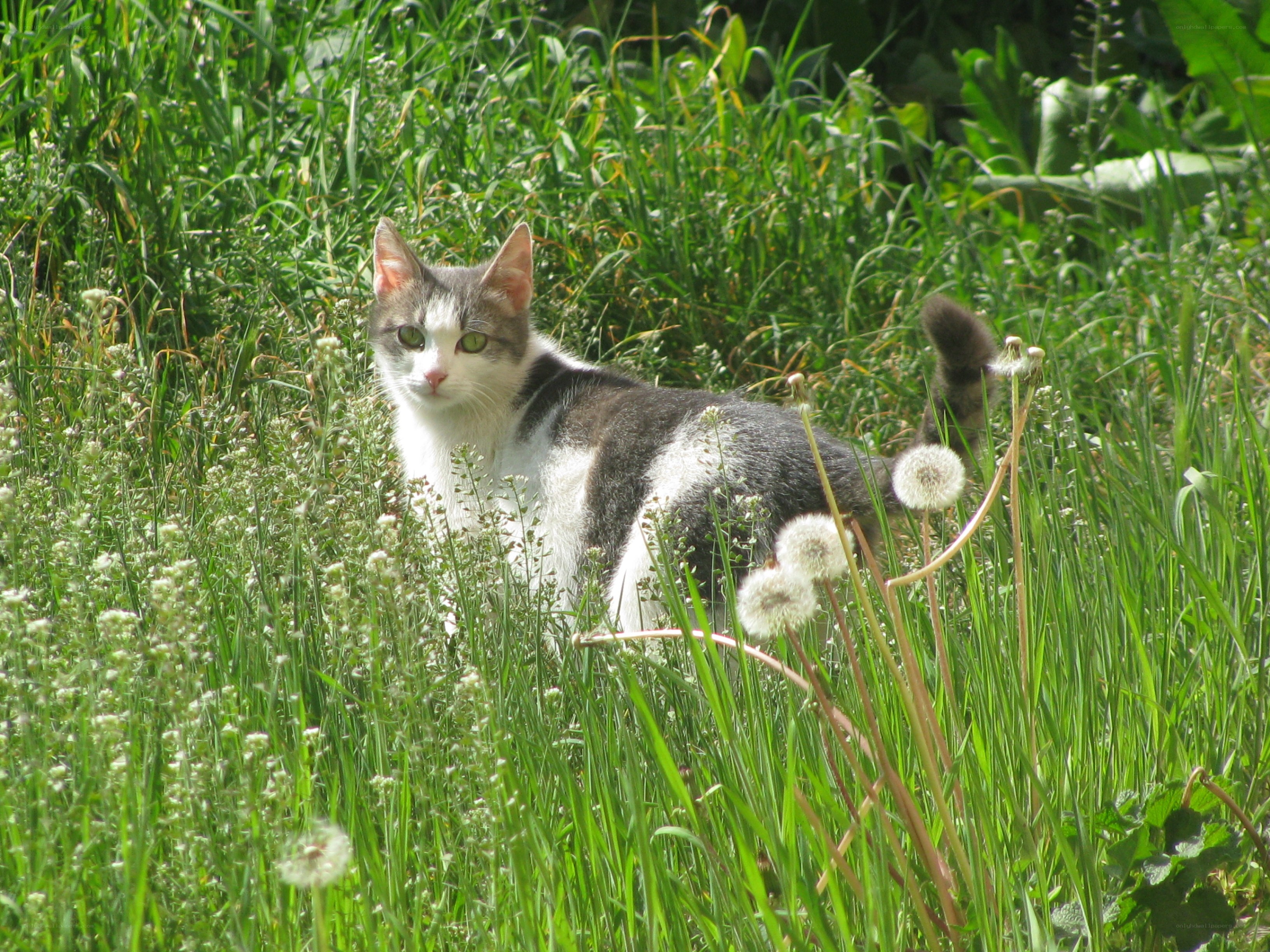 Cat in a grassy field