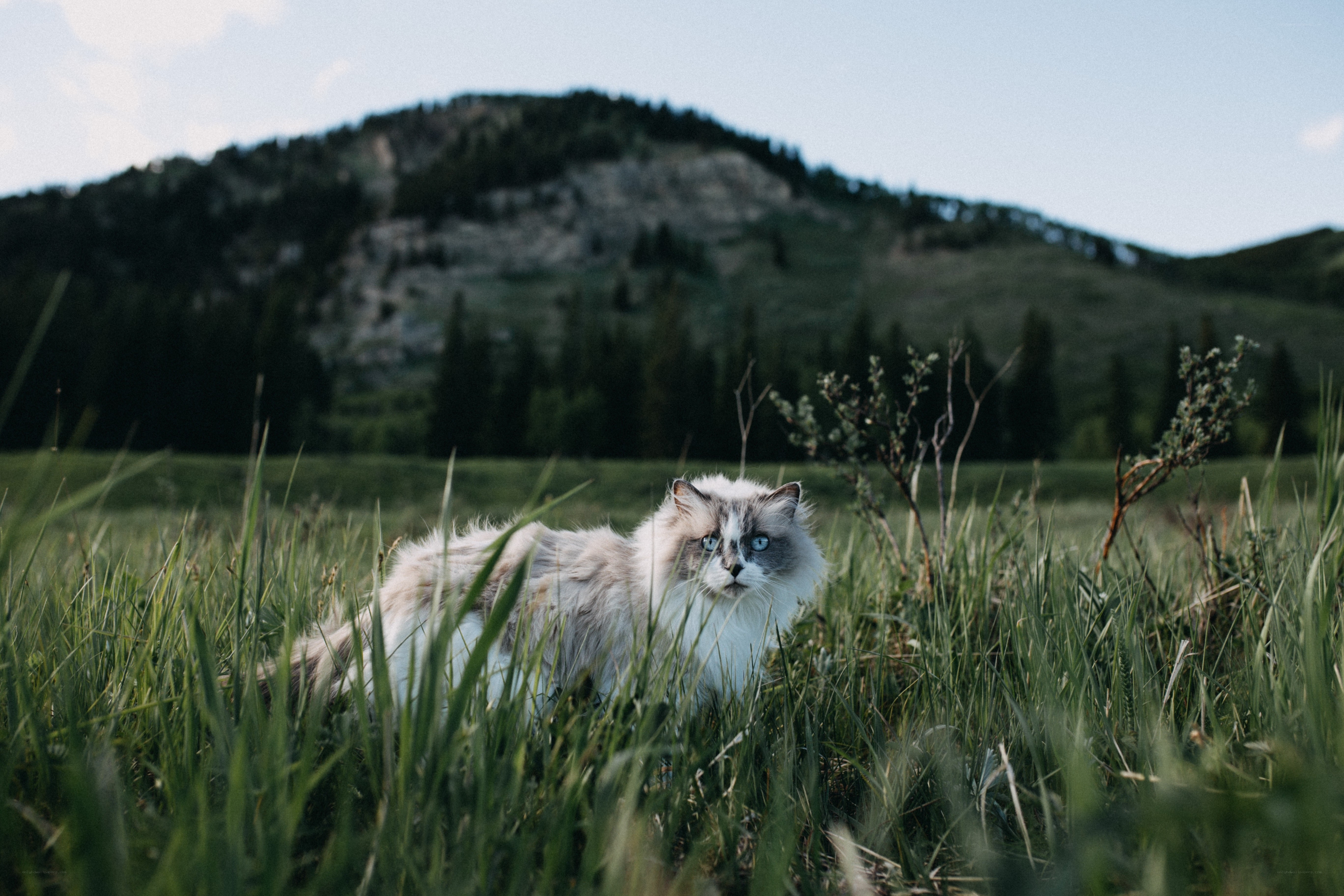 cat in a grassy field