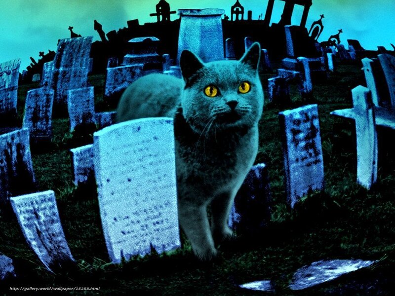 cat in a graveyard