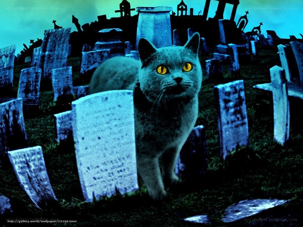 cat in a graveyard