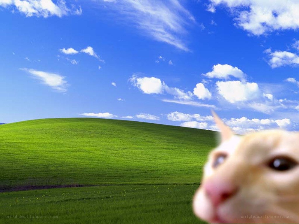 cat in a green field