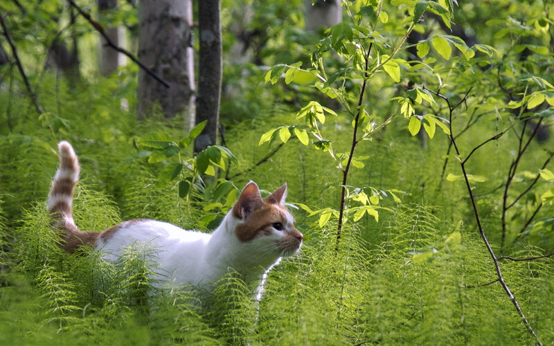 Cat in a green forest