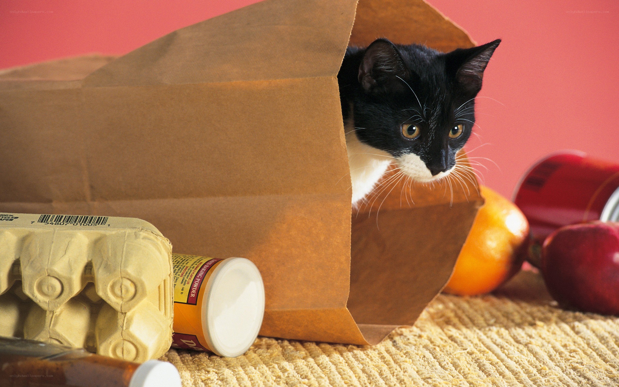 cat in a grocery bag
