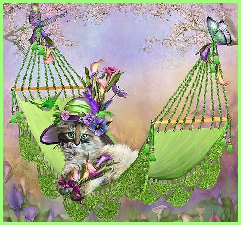 Cat in a Hammock