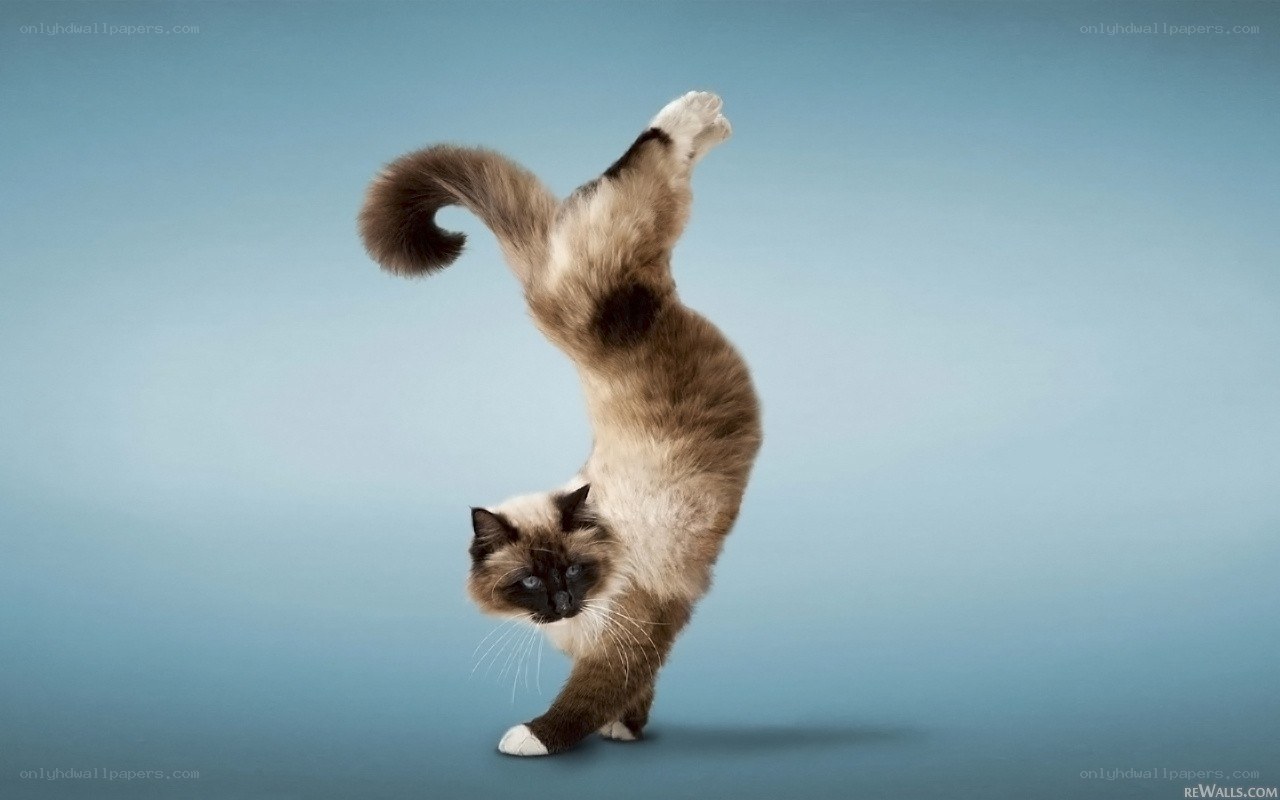 cat in a handstand pose