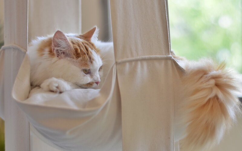 cat in a hanging bed