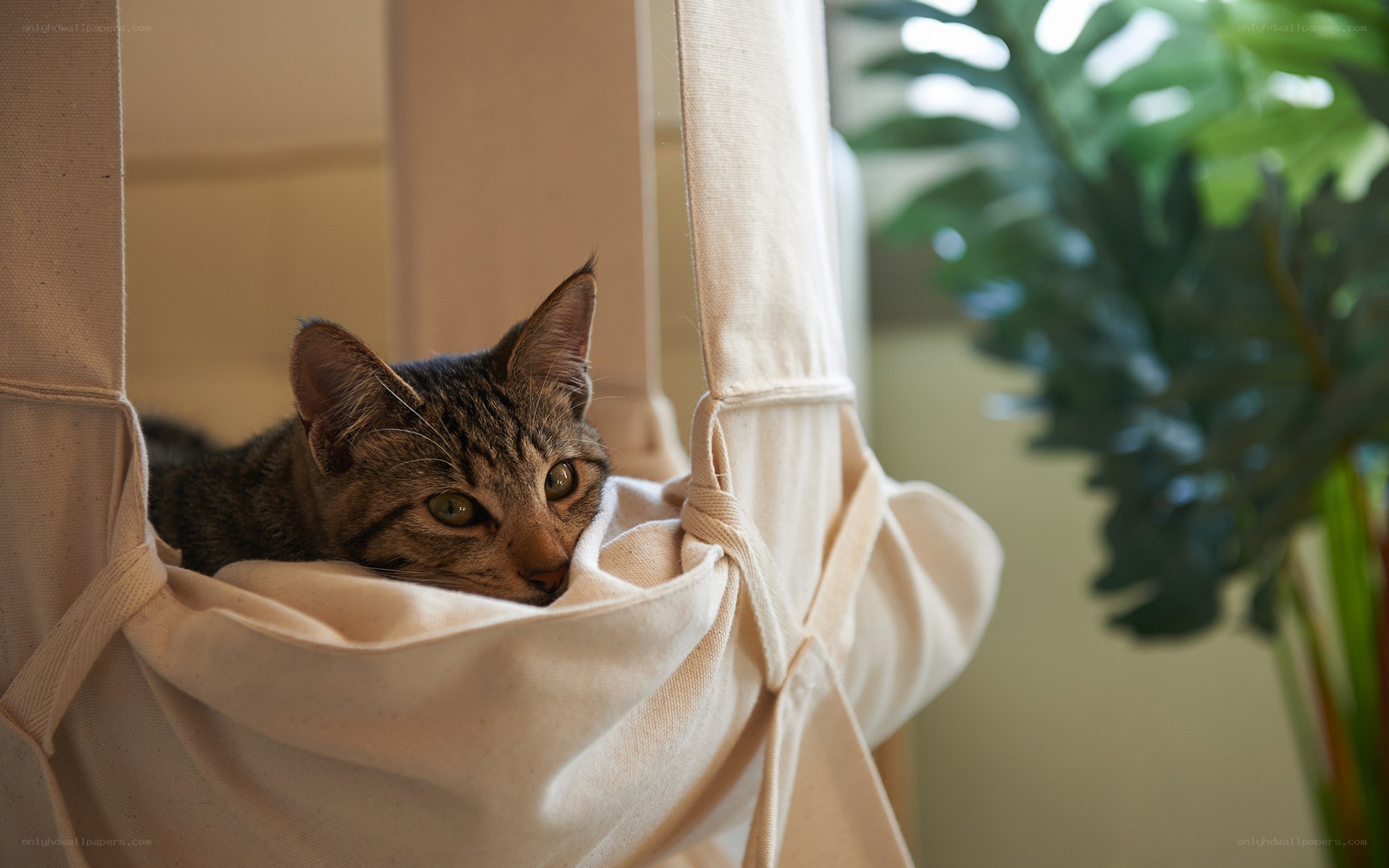 cat in a hanging canvas bed