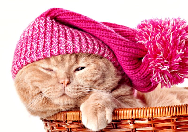 Cat in a Hat — Pink